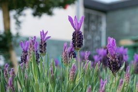 purple lavender in the herb garden