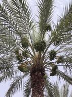 palm tree with green fruits