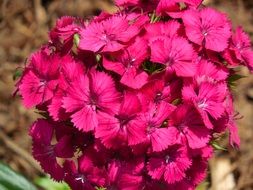 Sweet William Dianthus Flower