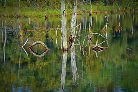 dry trees are reflected in the clear water of the pond