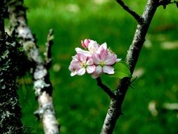 Beautiful colorful blossoming flowers on the tree