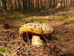 White Old Mushroom on forest floor at Summer