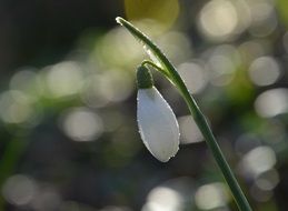 nice Snowdrop