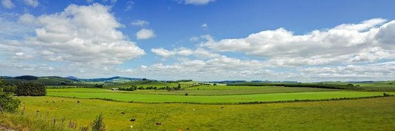 cows in a green meadow in Scotland