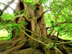 majestic old tree