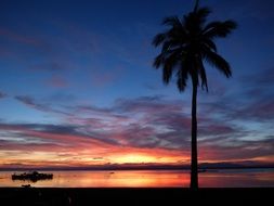 green palm tree near the sea in the evening