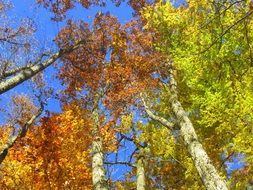 blue sky over trees in golden autumn