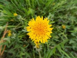 Macro photo of yellow dandelion flower