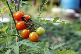 red and green seasonal tomatoes on a branch