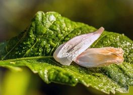 Beautiful and colorful flowers on the green, wet leaf