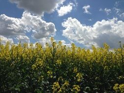 Landscape of yellow flower field