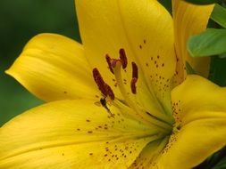 yellow lily with spotted petals