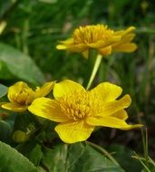 yellow marigolds in spring
