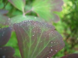 raindrops on a brown sheet