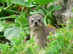 Hyrax among green plants in South Africa.