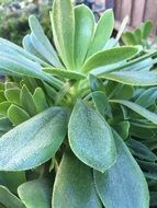 Frost Succulents in garden close scene