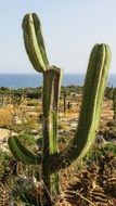 throny catus in Ayia Napa park