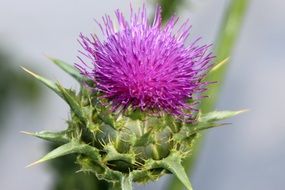 Macro picture of pointed flower