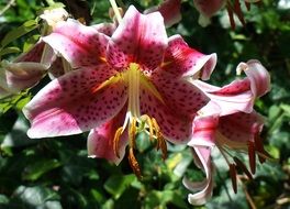 Close-up of the beautiful and colorful asiatic lily flowers among the leaves