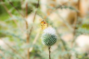 butterfly sits on prickly plants