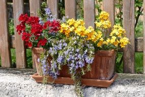 Colorful flowers in the flowerpot in spring