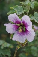 incredibly handsome Flower Ibiscus