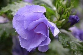 blue hibiscus in raindrops close up
