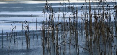 Bank with Reed plants evening scene