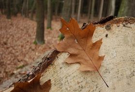 dry oak leaves on a stump