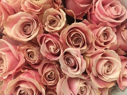 bouquet of natural pink pastel roses close-up