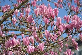 Magnolias Flowers spring scene