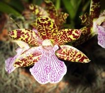 tiger orchid flower