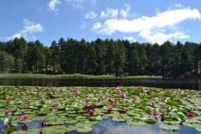 water lily on a pond in corsica