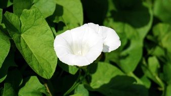 stunning gorgeous White Flower