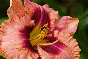 daylily summer blossom