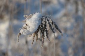 Iced tree in winter