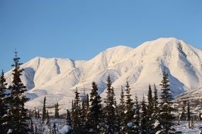 conifers at the foot of snowy mountains in alaska