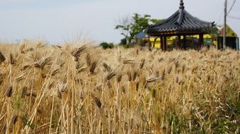 field on Jeju Island