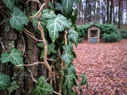ivy leaves on a tree trunk