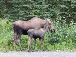 elk and cub in the wild