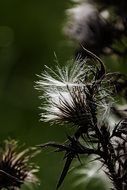 silver thistle in the blink of light