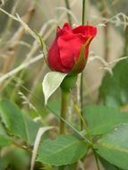 red flower nature rose