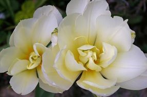 mixed tulip flower