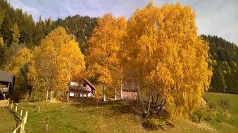 trees in colorful autumn colors in the countryside