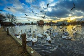 flock of swans on the shore of a pond in Roxham, England