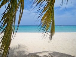 Palm Trees on a beach in Jamaica