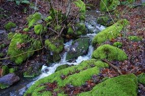 green moss near a forest stream
