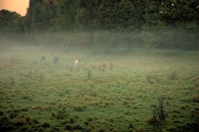 morning haze over a green meadow