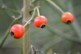 three red rosehip berries on a branch