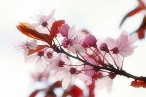 marvelous Garden Prunus